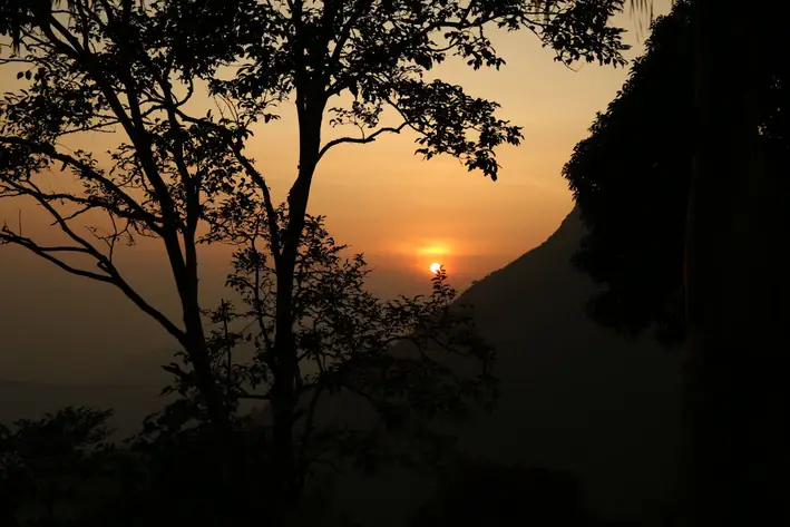 Sunset through the trees